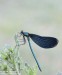 Motýlice obecná (Vážky), Calopteryx virgo (Odonata)